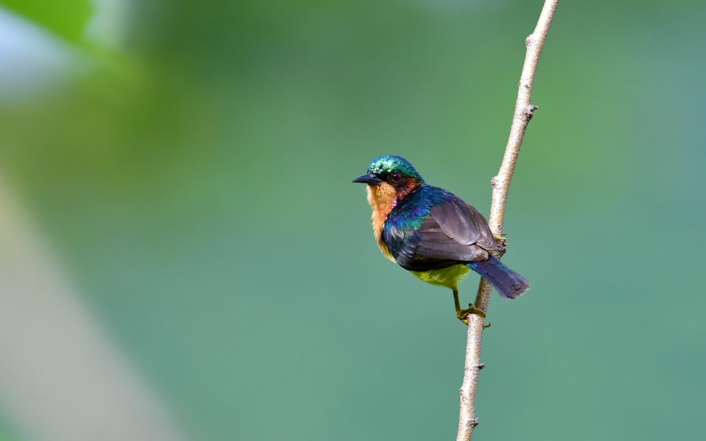 Ruby-cheeked Sunbird